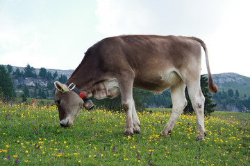 mucca al pascolo a Prato Piazza - Val Pusteria