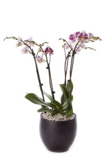 Phalaenopsis orchid table decoration