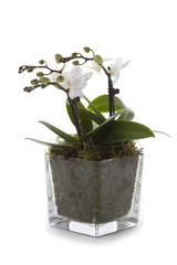 Phalaenopsis orchid table decoration