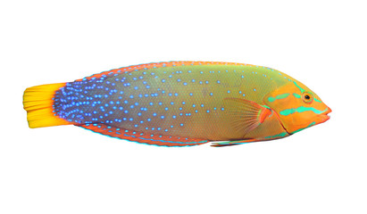 The Green Wrasse (Thalassoma Lunare).