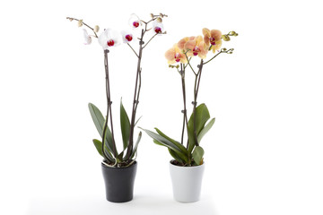 Phalaenopsis orchids in flower pot