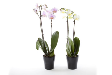 Fototapeta na wymiar Phalaenopsis orchids in flower pot