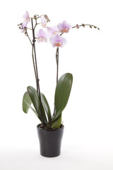 Naklejka na ściany i meble Phalaenopsis orchid in flower pot