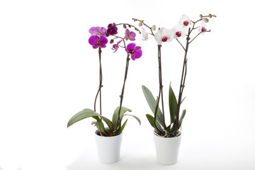Naklejka na ściany i meble Phalaenopsis orchids in flower pot