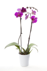 Phalaenopsis orchid in flower pot