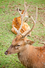 Sika deer