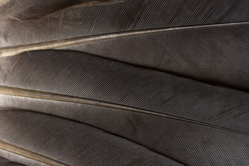 Feathers close up