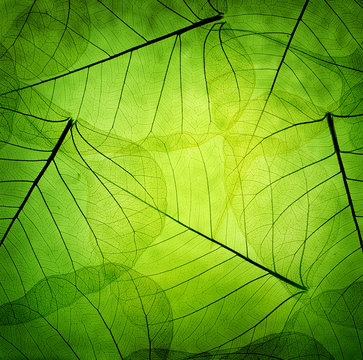 Green leaves vintage background