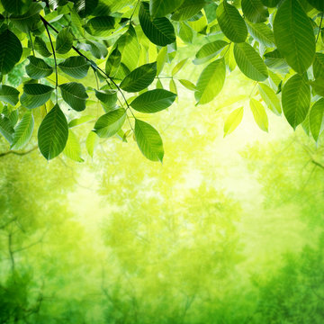 green leaves with sun ray