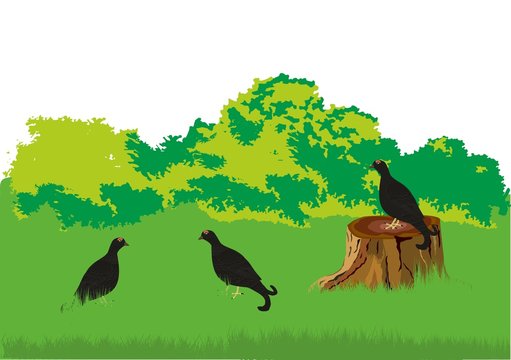 wildlife scene