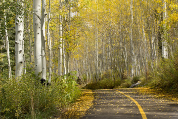 Golden Aspen Tree Lined Path Near Vail Colorado