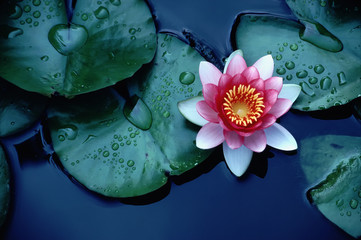 Bunte Seerose oder Lotusblume schwimmt auf Teich