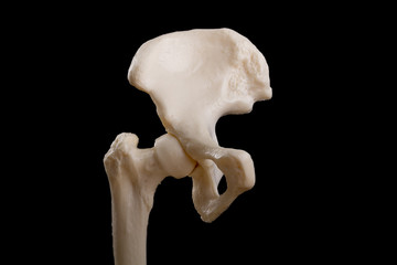 anatomy of human hip joint and pelvis - 54844746