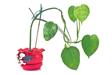 Philodendron plant in red rustic ceramic pot isolated on white