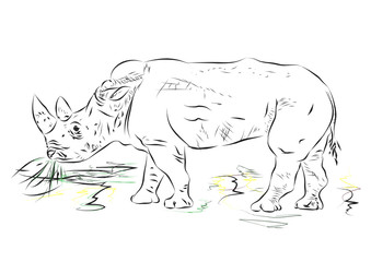 rhino