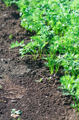 Small carrot sprouts growing.