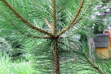 Background of young pine.