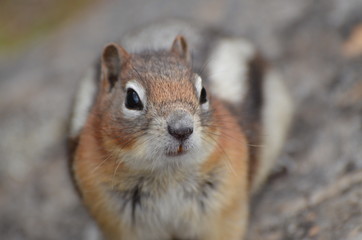 ground squirrel