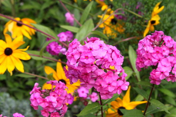 Creeping Phlox (Phlox subulata).
