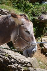 Close up of donkey