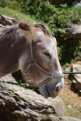 Fototapeten Close up of donkey © vormenmedia