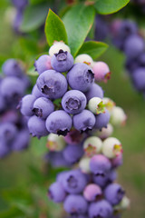 borówka amerykańska krzak gałąź liść uprawa © JoannaTkaczuk