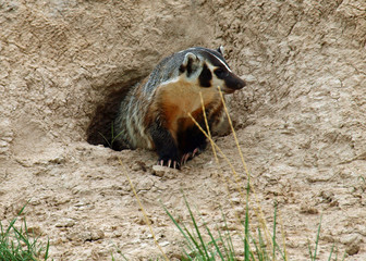An American Badger at the Entrance of its Burrow