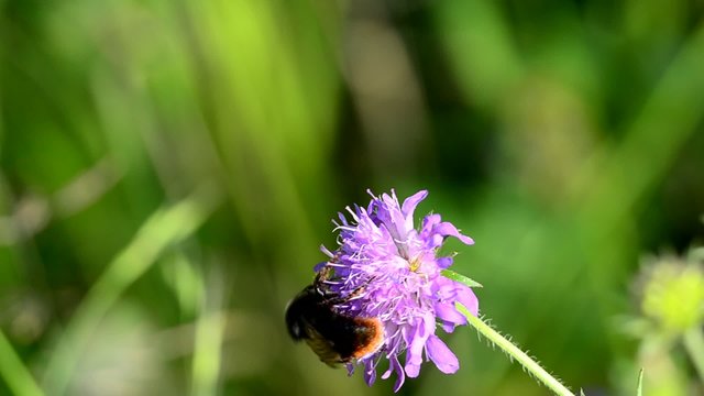 Wildbiene
