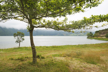 Fototapeta na wymiar Tree along a lake in a volcanic crater
