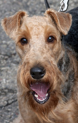 Portrait of Airedale. Dog show.
