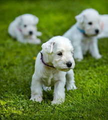 white schnauzer puppies