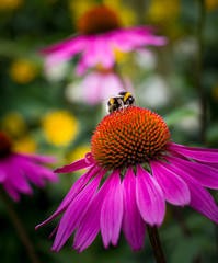 pink flower with bumblebee