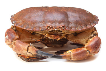 Cancer pagurus sea crab on white background - obrazy, fototapety, plakaty