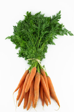 botte de carottes et fanes 4