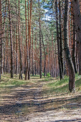 Footpath to a pine forest