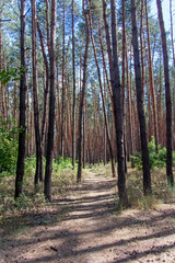 Footpath to a pine forest