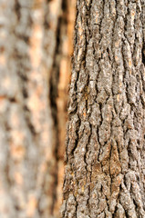 Selective Focus Bark