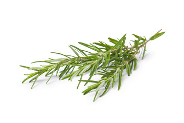 Twig of rosemary