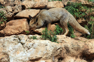 The Fox catched a Bird