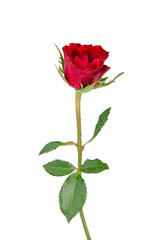 Obraz premium Beautiful red rose
