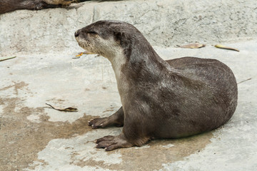 Obraz premium Otter.