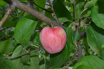 Яблоко на ветке
