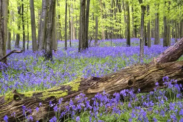 Gartenposter Lebhafter Glockenblumenteppich Frühlingswaldlandschaft © veneratio