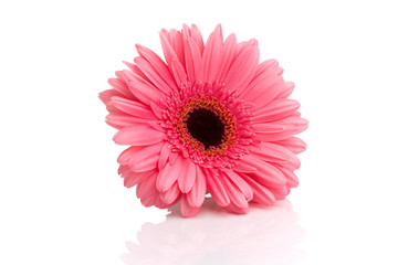 Gerbera.