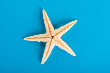 Fototapeta na wymiar starfishe