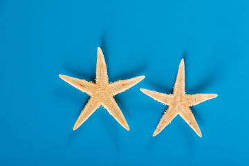 two starfishes on blue background