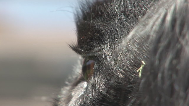 Eye of a dog