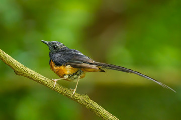 Fototapeta premium Male White-Rumped Shama(Copsychus malabaricus) in the nature
