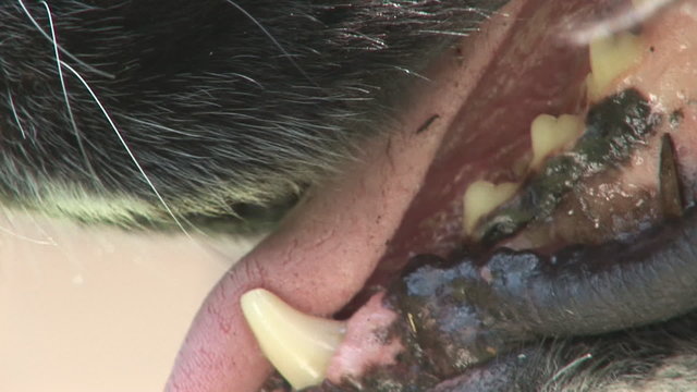 Mouth and teeth of a dog