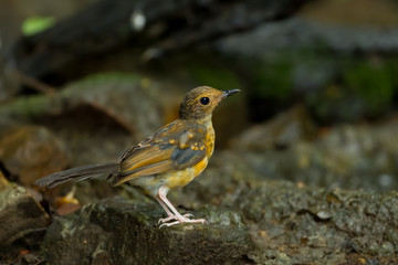 Fototapeta premium Young male White-Rumped Shama(Copsychus malabaricus)